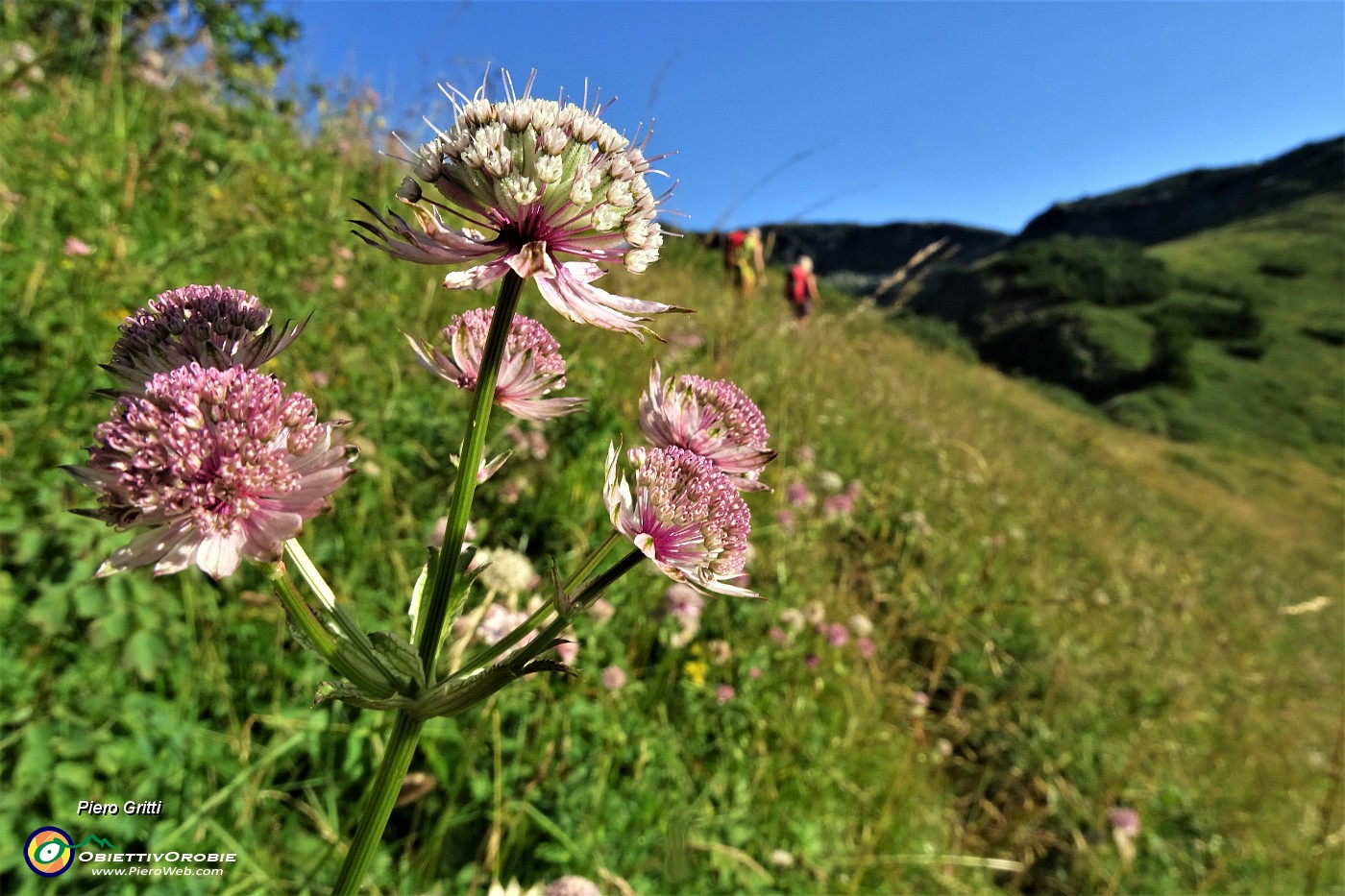 14 Astranzia maggiore (Astrantia major).JPG